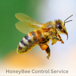Honey Bees Control